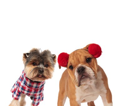 meraklı yorkshire terrier ve İngilizce bulldog hallow için giyinmiş