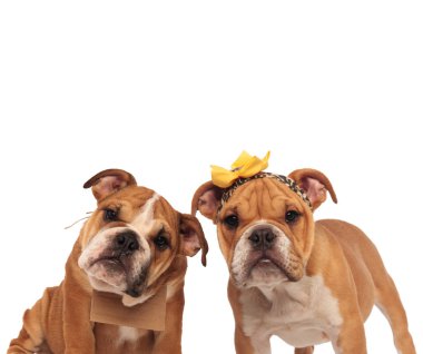 kahverengi İngilizce bulldog çift merakla kameraya