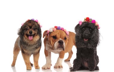 Baharda çiçek kafa bandı giyen sevimli köpek arkadaş