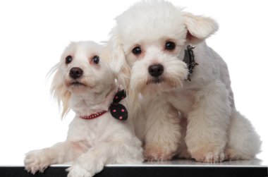 lovely white bichon couple sitting with paws hanging clipart