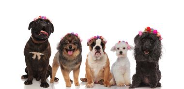 Karışık köpek çiçek taçları giyen güzel grup