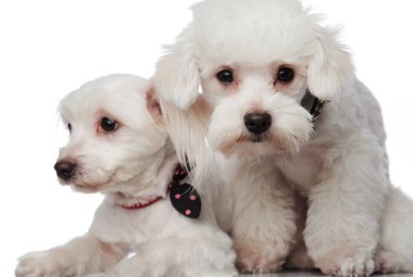 küçük sevimli bichon birkaç yakın çekim