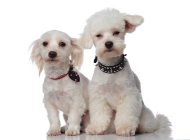 iki sevimli bichons giyen komik yaka beyaz