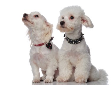 iki küçük bichons ararken ve yan oturmuş