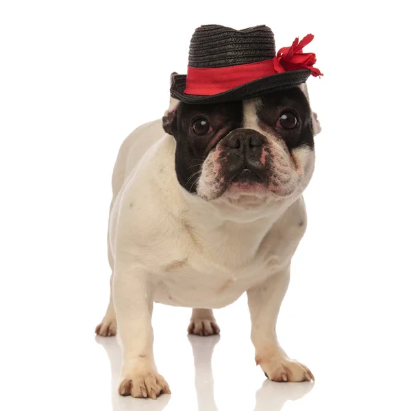 Klassisk fransk bulldog poserar med en svart hatt — Stockfoto