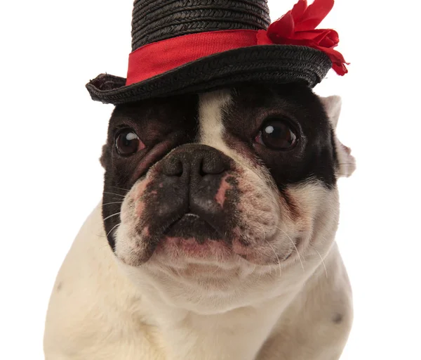 黒い帽子をかぶってかわいい子犬のクローズ アップ — ストック写真