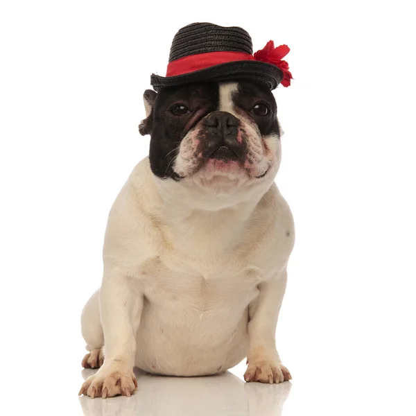 Bulldog francês cansado com chapéu preto sentado — Fotografia de Stock