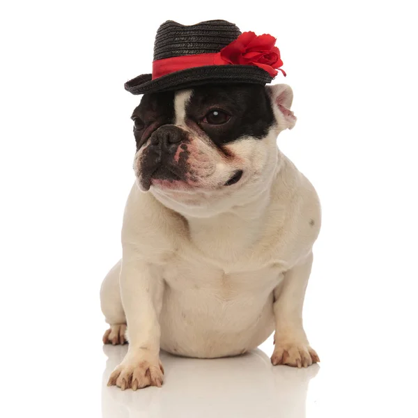 Söt franska bulldog med hatt ser att sida — Stockfoto