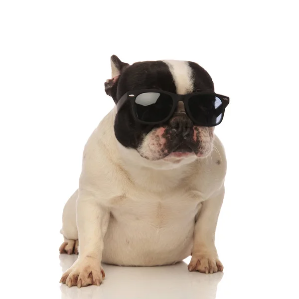 Niedliche französische Bulldogge wartet auf den Sommer — Stockfoto