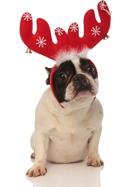 Adorável bulldog francês ajudando santa no Natal — Fotografia de Stock