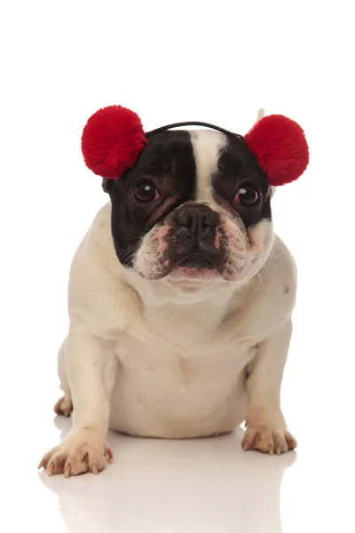 Adorable bulldog francés con orejeras rojas mira a la cámara — Foto de Stock