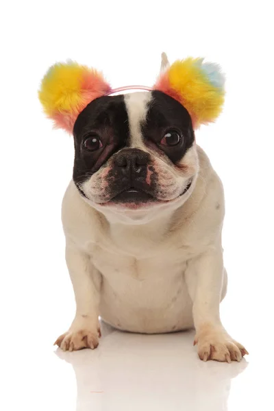 Bulldog francés sonriente con diadema para la oreja mirando a la cámara — Foto de Stock