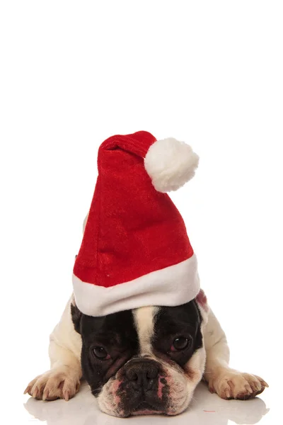 Lindo bulldog francés acostado lleva gorra de santa —  Fotos de Stock