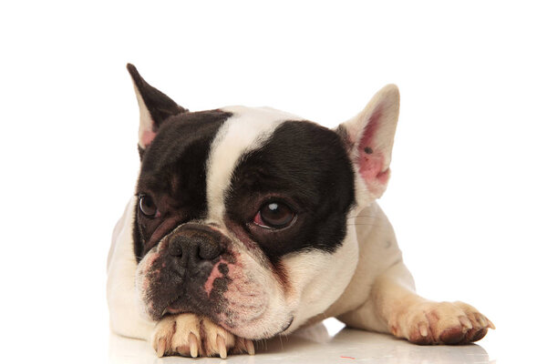 french bulldog with head on paw looks to side