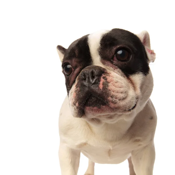 Curioso bulldog francês olhando para o lado — Fotografia de Stock