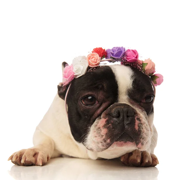 Bulldog francés con flores de colores corona se ve a un lado —  Fotos de Stock