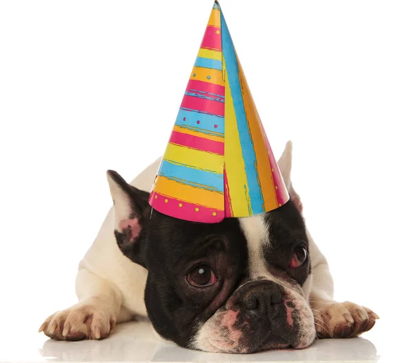 Bulldog francese sdraiato non è felice per il suo compleanno — Foto Stock