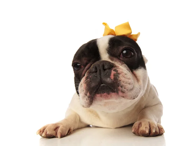 Cansado pouco francês bulldog com fita amarela — Fotografia de Stock