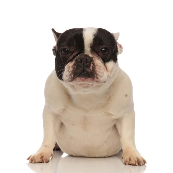 Imádnivaló kis francia bulldog a hasán fekve — Stock Fotó