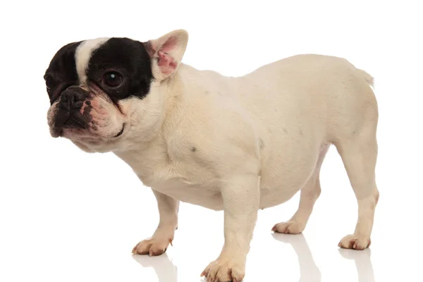 Vista lateral de un lindo bulldog francés blanco — Foto de Stock