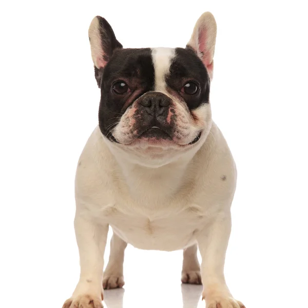 Vista frontal de um bulldog francês preto e branco — Fotografia de Stock