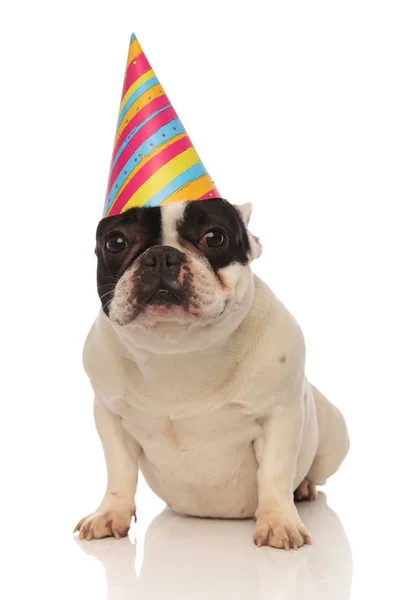 Patient anniversaire français bulldog attente pour son gâteau — Photo
