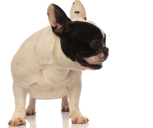 Cute little french bulldog looking to side — Stock Photo, Image