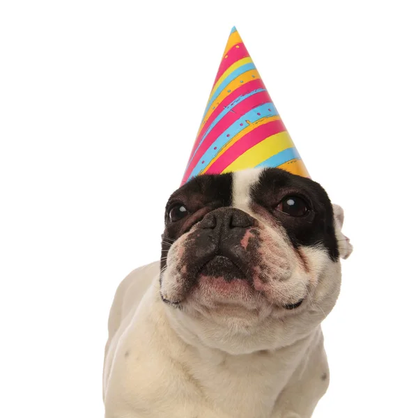 Primo piano di un bulldog francese compleanno guardando in su — Foto Stock