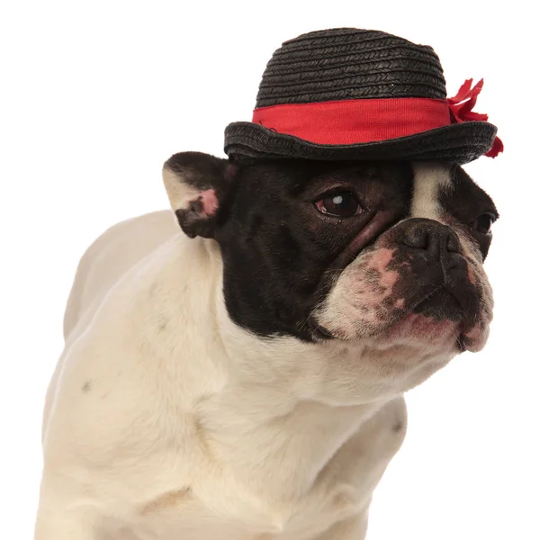 Elegante bulldog francês olhando para o lado — Fotografia de Stock