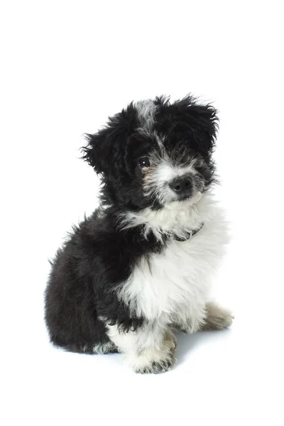 Furry little adorable puppy looking at camera — Stock Photo, Image