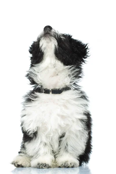 Adorable sitting puppy looks up — Stock Photo, Image