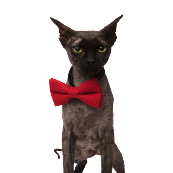 Grey grumpy cat wearing a bow tie — Stock Photo, Image