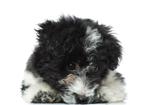 누워 슬픈 작은 강아지 havanese — 스톡 사진