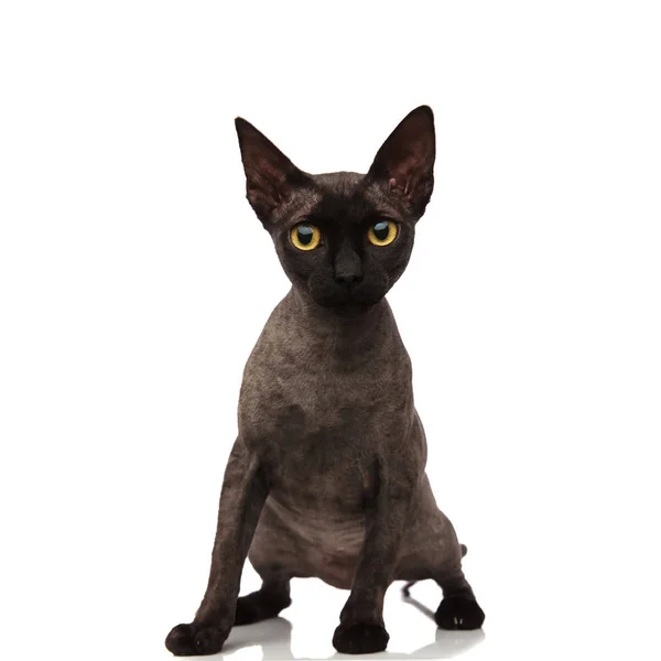 Adorable gris gato de pie — Foto de Stock