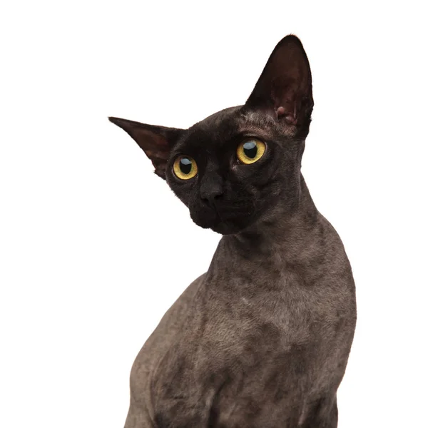 Lindo pequeño gris gato looks a lado — Foto de Stock