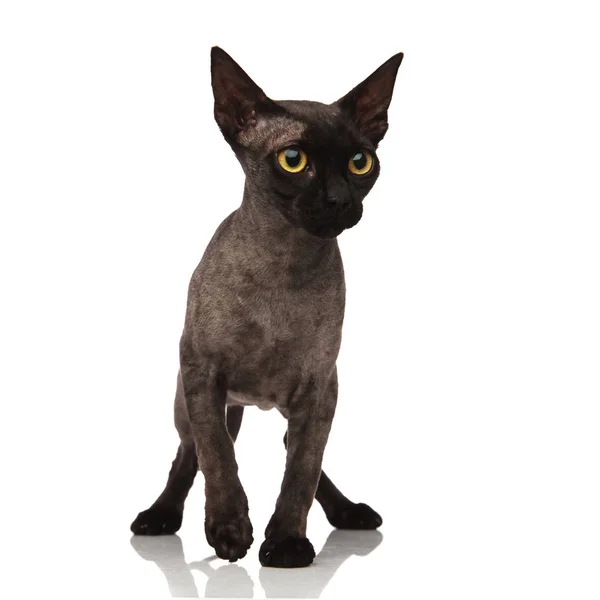 Adorable pequeño gato gris con ojos amarillos de pie — Foto de Stock