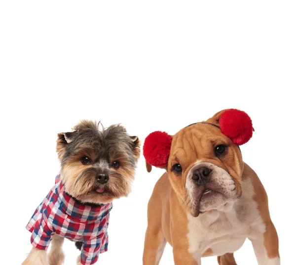 Curioso yorkshire terrier e Inglês bulldog vestido para hallow — Fotografia de Stock