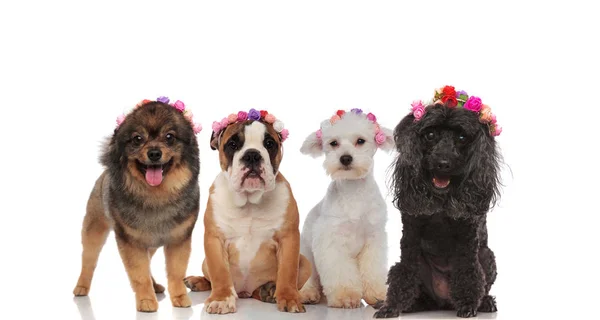 Adorable puppy spring team with flowers headbands — Stock Photo, Image