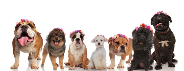 Aufgeregte Gruppe von Hundefreunden mit Blumenkronen — Stockfoto