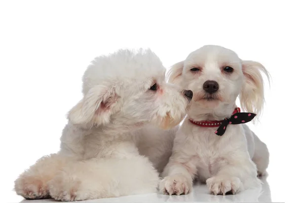 Lovely white bichon kissing his brother — Stock Photo, Image