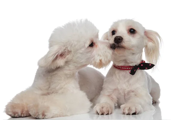 Mensonge adorable blanc couple bichon jouer — Photo