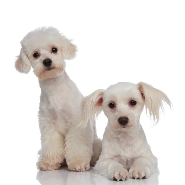 Two little white surprised bichon puppies — Stock Photo, Image