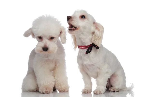 White barking bichon jumps to his friend's defense — Stock Photo, Image