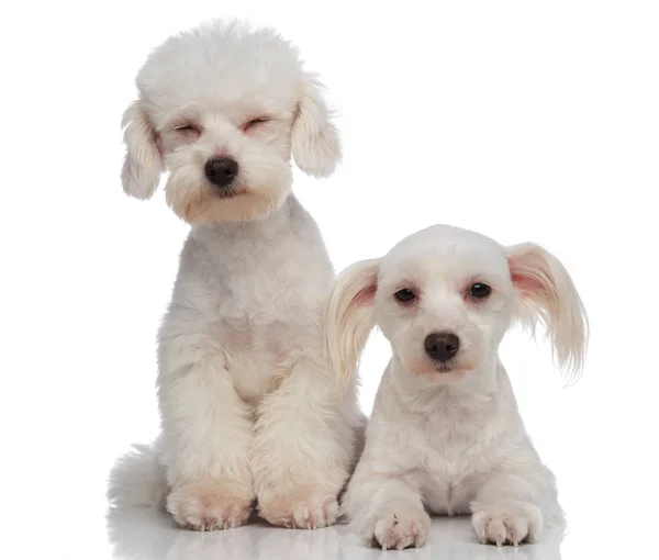 Tired bichon couple would love to sleep — Stock Photo, Image