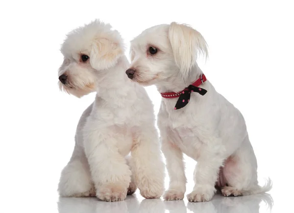 Adorable bichon couple looking down to side — Stock Photo, Image