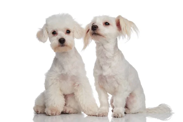 Cute white puppy bichon couple seated — Stock Photo, Image