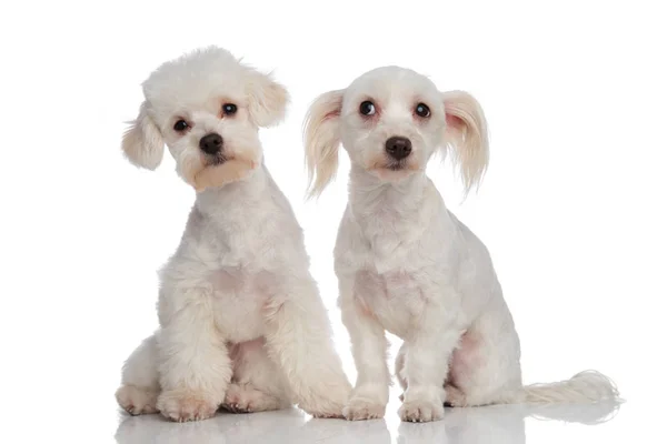 Two curious funny white bichons sitting — Stock Photo, Image