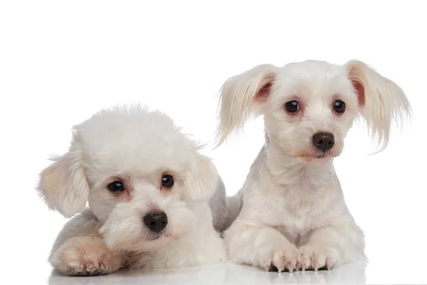 Close up of an adorable tired bichon couple — Stock Photo, Image