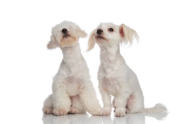 Deux bichons blancs assis regardant vers le haut et sur le côté — Photo