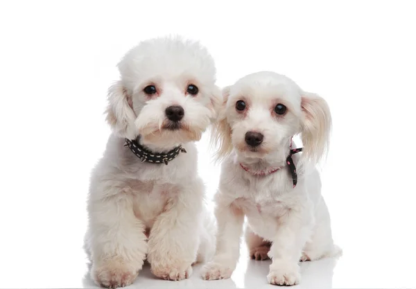 Adorable seated white bichon couple ready for a walk — Stock Photo, Image